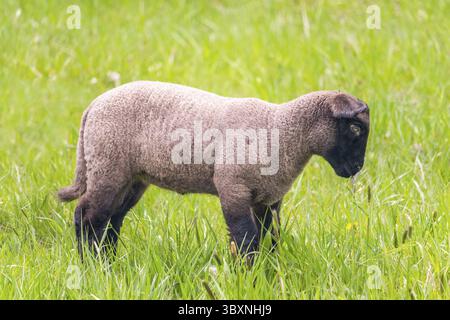 Lamm im Gras - ein junges Suffolk-Schaf auf der Weide, Seitenansicht Stockfoto