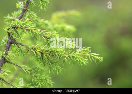 Grünen Wacholderbüschen mit Beeren im Norden Finnland Wald Stockfoto