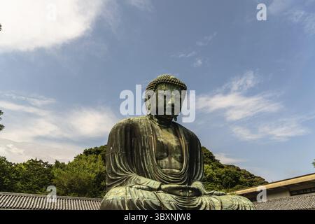 Kamakura, Japan - 5. August 2024: Nahaufnahme der berühmten Großen Buddha-Statue in Kamakura, Japan, vor einem wunderschönen blauen Himmel und üppigem greene Stockfoto