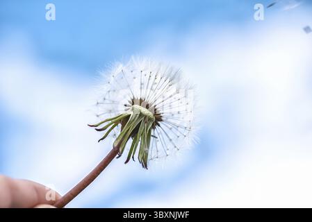Löwenzahn mit Samen verwehen im Wind über einen strahlend blauen Himmel mit Textfreiraum Stockfoto