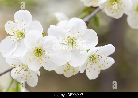 Obstbaumblüte im Frühling. Zarte weiße Blüten, die im Sonnenlicht baden. Warmes aprilwetter. Blühender Baum im Frühling, Internet-Frühlingsbanner. S Stockfoto