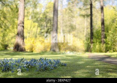 Panorama von wunderschönen Bäumen im Wald bei Sonnenaufgang. Schöne Frühlingslandschaft im Wald mit ersten frühen Blüten im Frühjahr. Selektiver Fokus. Stockfoto