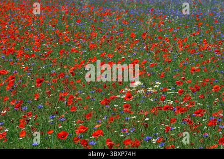 Bright poppies and other flowers in the valley of Castelluccio, Umbria. Stockfoto