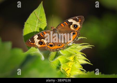 Gewöhnlicher Buckeye Butterfly, Junonia Coenia, ruht auf einer Sonnenblume Stockfoto