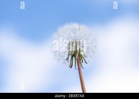 Löwenzahn mit Samen verwehen im Wind über einen strahlend blauen Himmel mit Textfreiraum Stockfoto