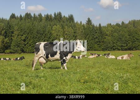 Rinder auf einer Weide, eine schwarz-weiß gefleckte Kuh im Vordergrund, eine Herde von Kühen, die auf dem Gras hinter ihr liegen Stockfoto