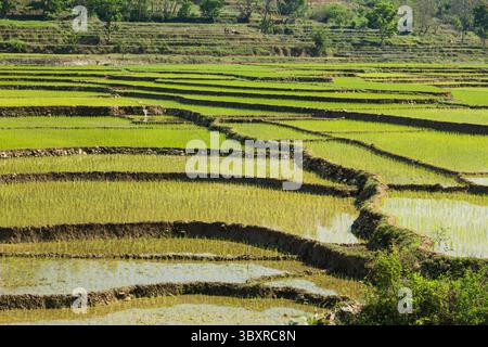 31. März 2013, Bandipur, Provinz Gandaki, Nepal: Neu gepflanzter Reis in terrassierten Reisfeldern in Zentral-Nepal. Zwei Männer pflügen mit Ochsen auf einer Terrasse im Hintergrund. (Kreditbild: © Jon G. Fuller/VW Pics via ZUMA Press Wire) Stockfoto