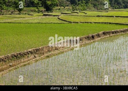 31. März 2013, Bandipur, Provinz Gandaki, Nepal: Neu gepflanzter Reis in terrassierten Reisfeldern in Zentral-Nepal. (Kreditbild: © Jon G. Fuller/VW Pics via ZUMA Press Wire) Stockfoto