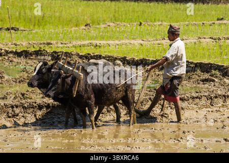 31. März 2013, Provinz Gandaki, Nepal: Ein nepalesischer Bauer pflügt ein matschiges Reisfeld mit einem Team von Ochsen und einem hölzernen Pflug im Zentrum Nepals. (Kreditbild: © Jon G. Fuller/VW Pics via ZUMA Press Wire) Stockfoto