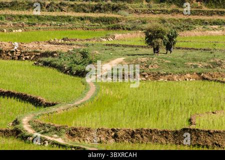 31. März 2013, Provinz Gandaki, Nepal: Zwei nepalesische Frauen, die Futter für Viehzucht durch Reisfelder in Zentralnepalonien transportieren. (Kreditbild: © Jon G. Fuller/VW Pics via ZUMA Press Wire) Stockfoto