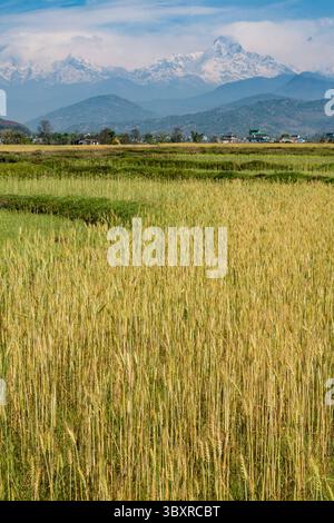 2. April 2013, Pokhara, Provinz Gandaki, Nepal: Der Südberg Annapurna ragt über Reisfeldern in der Nähe von Pokhara, Nepal. (Kreditbild: © Jon G. Fuller/VW Pics via ZUMA Press Wire) Stockfoto