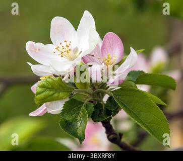 Apfelblüte im lateinischen Malus domestica Stockfoto