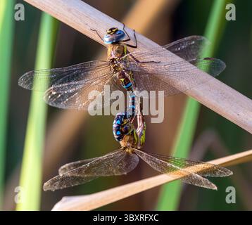 Wanderhawker Libelle im lateinischen Aeshna mixta ist Libelle blau braun und grün gefärbt und lebt in Süd- und mitteleuropa, europäisches Insekt Stockfoto