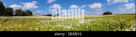 Blühendes Opiummohn-Feld mit schönen Wolken am Himmel, lateinisch Papaver somniferum, weißer Mohn wird in Tschechien für die Lebensmittelindustrie angebaut Stockfoto