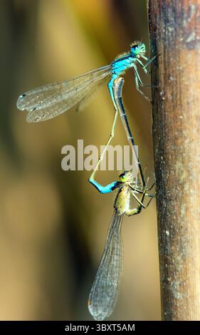 Blaue Libelle Enallagma cyathigerum, gewöhnliche blaue Damselfliege, gewöhnliches Blau oder Nordblau während der Paarung auf grünem Hintergrund Stockfoto