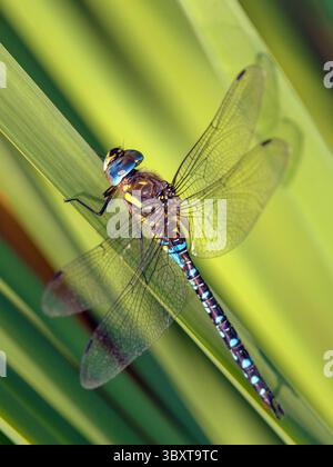 Migrantische Hawker Libelle im lateinischen Aeshna mixta ist Libelle blau braun und grün gefärbt und lebt in Süd- und mitteleuropa, europäisches Insekt Stockfoto