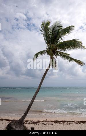 Einsame Palme, die im Wind an einer mexikanischen Küste weht. Stockfoto