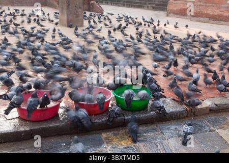 8. Februar 2015, Provinz Bagmati, Nepal: Eine Taubenherde, die aus Schüsseln trinkt, auf dem Durbar Square, Kathamandu, Nepal. (Kreditbild: © Jon G. Fuller/VW Pics via ZUMA Press Wire) Stockfoto