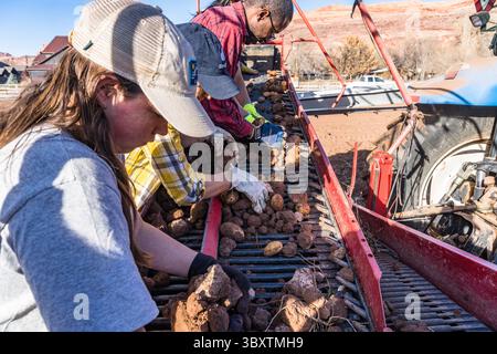 3. Dezember 2021: Die Arbeiter stehen auf der Rückseite des Potatorrohrs, während sie Kartoffeln von Schmutzklumpen trennen, die von der Ernte ausgegraben wurden. Moab, Utah. (Kreditbild: © Jon G. Fuller/VW Pics via ZUMA Press Wire) Stockfoto