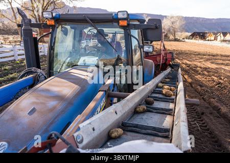 3. Dezember 2021: Nachdem die Schmutzklumpen entfernt wurden, werden die geernteten Kartoffeln ein weiteres Förderband in eine Box an der Fünften Vorderseite des Traktors befördert. Moab, Utah. (Kreditbild: © Jon G. Fuller/VW Pics via ZUMA Press Wire) Stockfoto