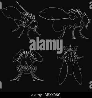 Vier verschiedene Zeichnungen einer Fliege. Die Zeichnungen sind alle in Schwarzweiß gehalten. Die erste Zeichnung zeigt Kopf und Körper der Fliege, während die anderen drei zeichnen Stock Vektor