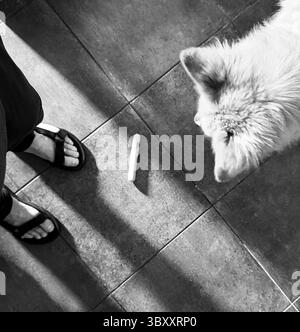 Schöner weißer und goldener deutscher Schäferhund Stockfoto