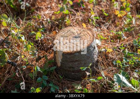23. November 2021, Denton, Maryland, USA: Der Stumpf eines kürzlich geschnittenen Weihnachtsbaums (Credit Image: © Edwin Remsberg/VW Pics via ZUMA Press Wire) Stockfoto
