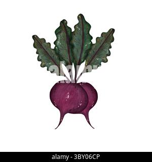 Eine Aquarellillustration von zwei Rote-Bete-Wurzeln mit grünen Blättern auf weißem Hintergrund. Dieses lebendige und detailreiche Kunstwerk fängt die nat ein Stockfoto