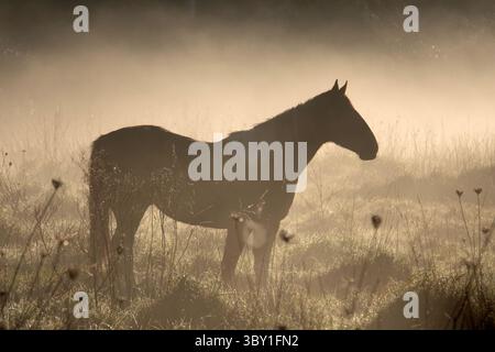 Silhouette eines Pferdes, das während des Sonnenaufgangs auf einem nebeligen Feld steht Stockfoto