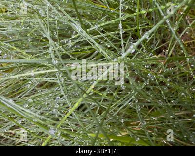 Nahaufnahme von mit Tau bedeckten Grashalmen für frische grüne Textur, ideal für Naturhintergründe, umweltfreundliche Verpackungen, Wellness-Branding, Umweltblogs Stockfoto