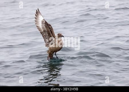 Great Skua flattert mit den Flügeln im Meer nahe Noss Island Shetland Schottland Stockfoto