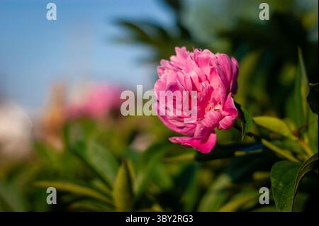 Lebendige rosa Pfingstrose Blüte im sonnendurchfluteten Garten zwischen üppigem grünem Laub und weicher Hintergrundunschärfe Stockfoto