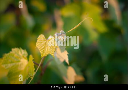 Goldene sonnendurchflutete Weinblätter in ruhiger Gartenumgebung, Nahaufnahme von Rebe und Laub Stockfoto
