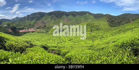 Teeplantagen in den Cameron Highlands, Malaysia Stockfoto