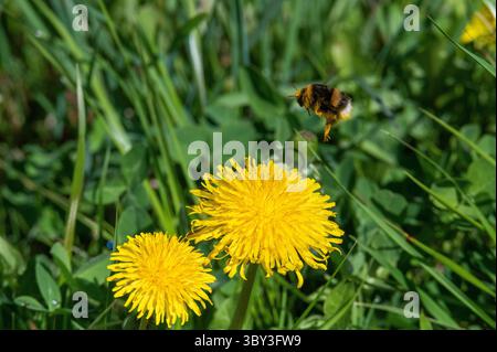 Dunkle Erdhummel (Bombus terrestris) auf Löwenzahn (Taraxacum officinale), Natura-2000-Gebiet Salzachauen, Salzburg, Österreich Stockfoto