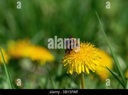 Dunkle Erdhummel (Bombus terrestris) auf Löwenzahn (Taraxacum officinale), Natura-2000-Gebiet Salzachauen, Salzburg, Österreich Stockfoto