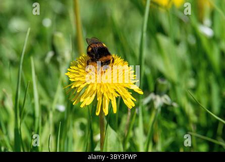 Dunkle Erdhummel (Bombus terrestris) auf Löwenzahn (Taraxacum officinale), Natura-2000-Gebiet Salzachauen, Salzburg, Österreich Stockfoto