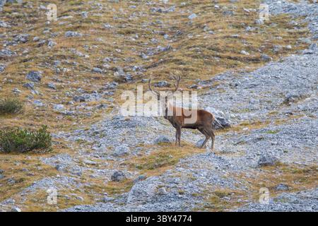 Rotwild, Cervus elaphus, Rotwild auf dem Berg, Graubünden, Schweiz Stockfoto