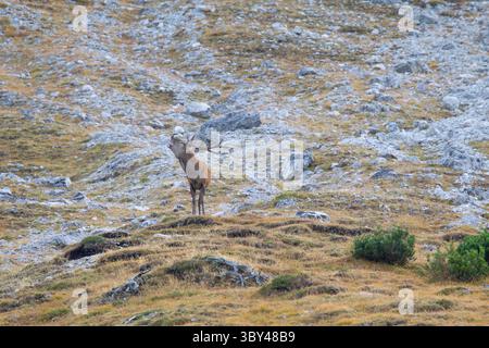 Rotwild, Cervus elaphus, Rotwild auf dem Berg, Graubünden, Schweiz Stockfoto