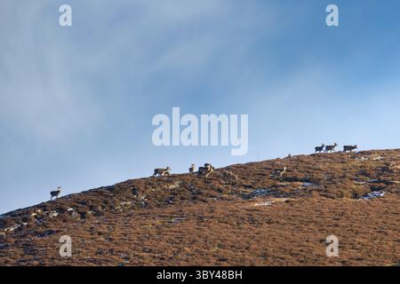 Rotwild, Cervus elaphus, Herde in den Highlands, Schottland, Großbritannien Stockfoto