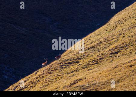 Rotwild, Cervus elaphus, Rotwild auf dem Berg, Graubünden, Schweiz Stockfoto