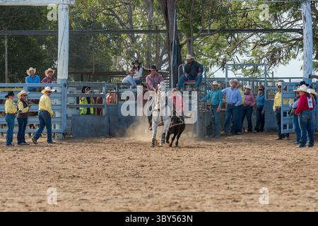 Ein Cowboy mit höchster Geschwindigkeit beginnt seinen Abstieg, nachdem er das Kalb beim Rodeo-Einzelspiel des Mareeba Rodeo 2025 lassoooing. Stockfoto