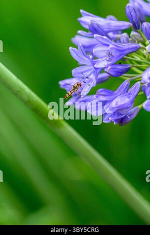 Eine Hoverfly sammelt Pollen und Nektar auf einer violetten Agapanthus-Pflanze in einem Garten. Stockfoto