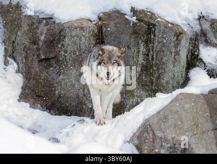 Ein einsamer Holzwolf oder Grauer Wolf Canis Lupus, der im fallenden Winterschnee in Kanada spaziert Stockfoto