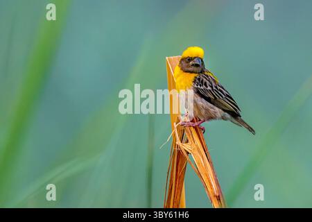 Der baya-Weber ist ein Weaverbird, der auf dem indischen Subkontinent und Südostasien vorkommt. Stockfoto