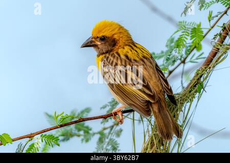Der baya-Weber ist ein Weaverbird, der auf dem indischen Subkontinent und Südostasien vorkommt. Stockfoto