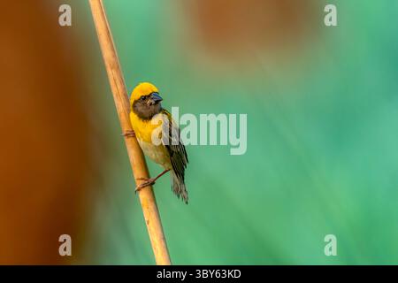 Der baya-Weber ist ein Weaverbird, der auf dem indischen Subkontinent und Südostasien vorkommt. Stockfoto