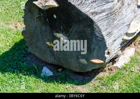 Ein großer, geschnittener Baumstamm sitzt auf Gras, auf dem Pilze wachsen. Stockfoto