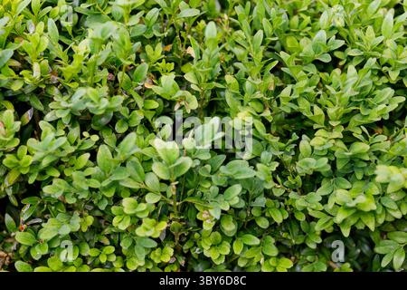 Nahaufnahme eines dichten grünen Buchsbaumbusches mit verschiedenen Grüntönen und strukturierten Blättern. Stockfoto