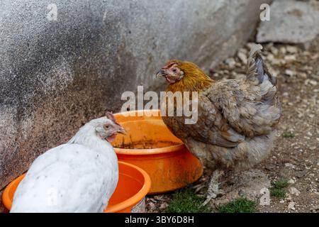 Zwei Hühner, eines weiß und eines braun/grau, stehen neben orangen Futterschalen vor einer strukturierten Betonwand und einem Schmutzgrund. Stockfoto